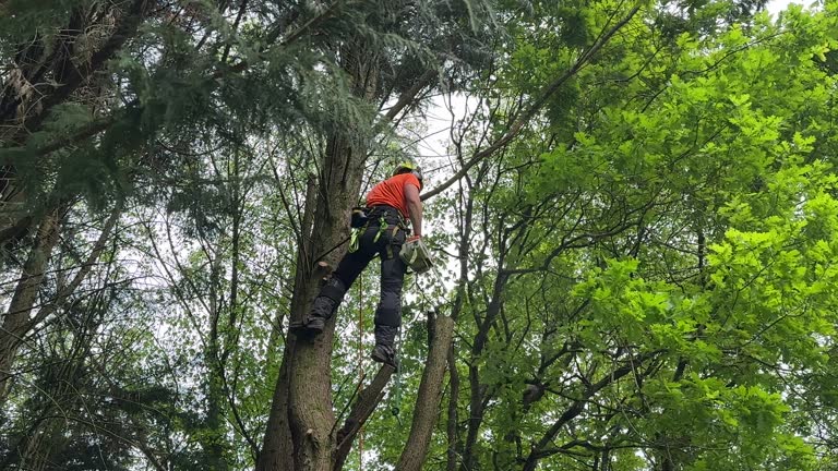 Best Emergency Tree Removal  in Louisvle, IL